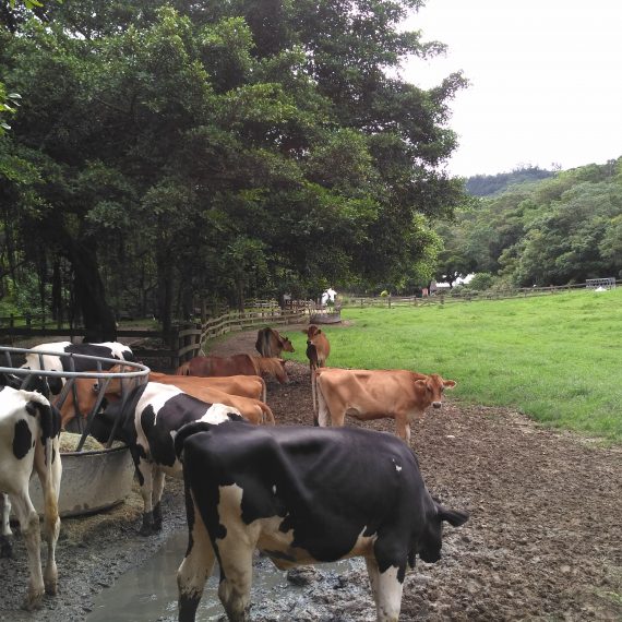 Sapi-Sapi yang Tidak Terlalu Gemuk